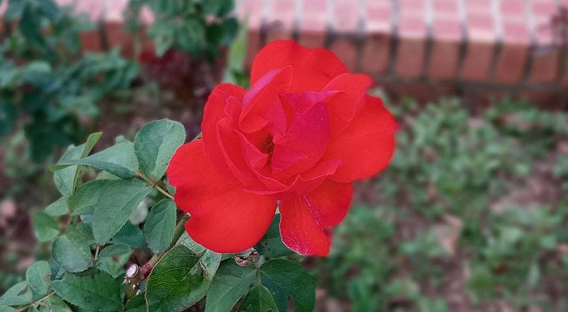 玫瑰 沙其蒙 (圖片2)