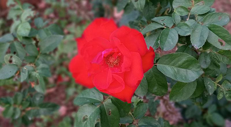 玫瑰 沙其蒙 (圖片1)