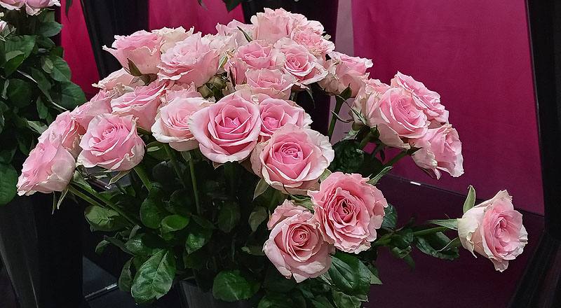 玫瑰 佳鈴粉 (圖片3)