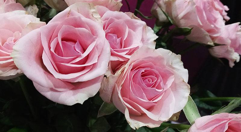 玫瑰 佳鈴粉 (圖片7)