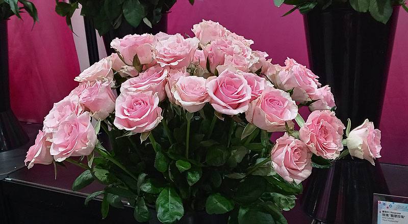 玫瑰 佳鈴粉 (圖片2)