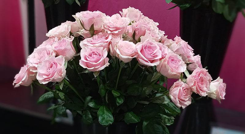 玫瑰 佳鈴粉 (圖片8)