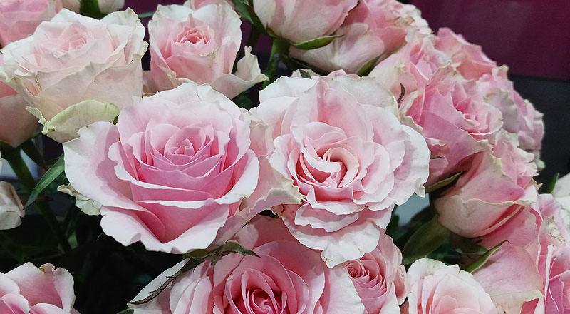 玫瑰 佳鈴粉 (圖片6)