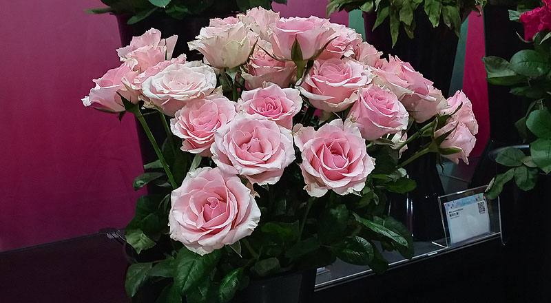 玫瑰 佳鈴粉 (圖片1)