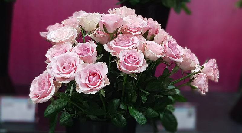 玫瑰 佳鈴粉 (圖片9)