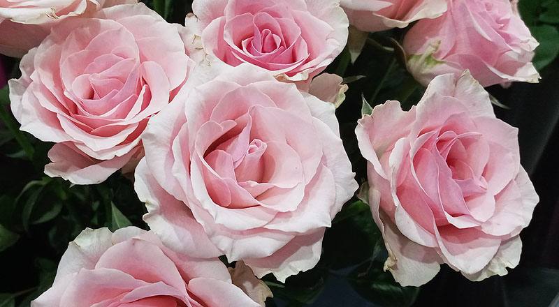 玫瑰 佳鈴粉 (圖片5)