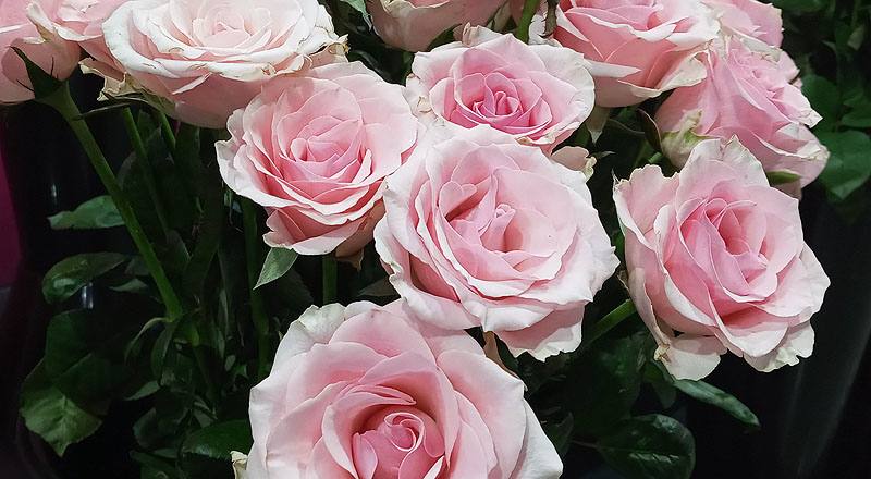 玫瑰 佳鈴粉 (圖片4)