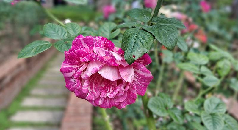 玫瑰 奇蹟 (圖片3)