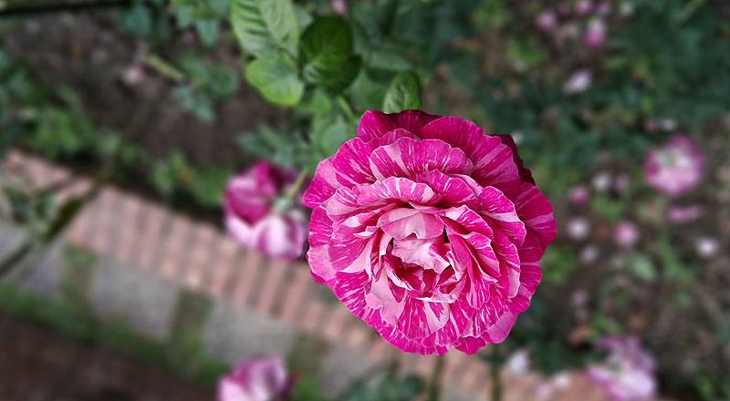 玫瑰 奇蹟 (圖片1)