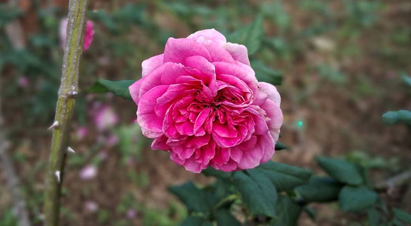 玫瑰 季節女神 (圖片3)