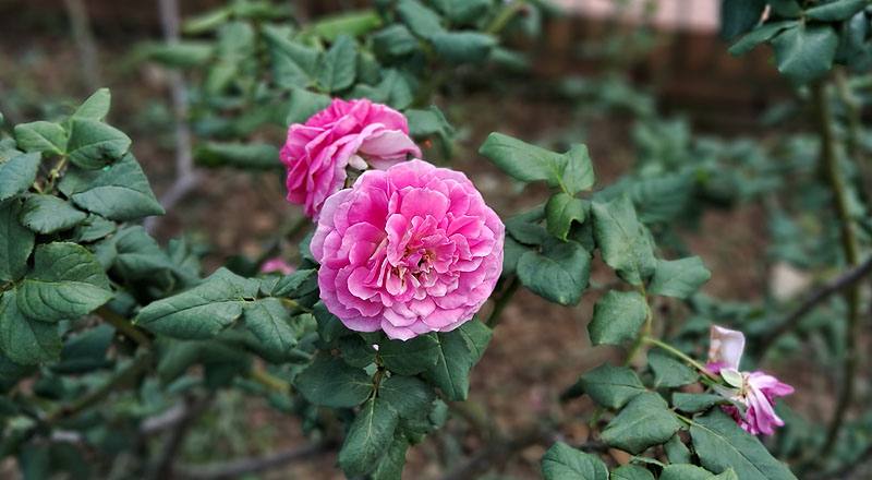 玫瑰 季節女神 (圖片5)