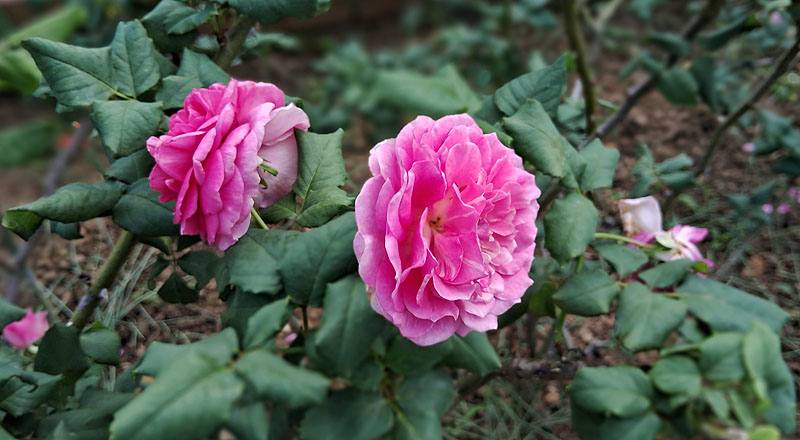 玫瑰 季節女神 (圖片6)