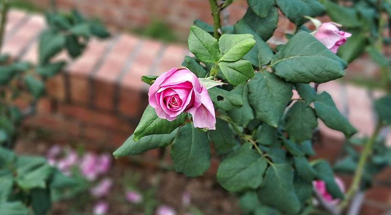 玫瑰 季節女神 (圖片1)