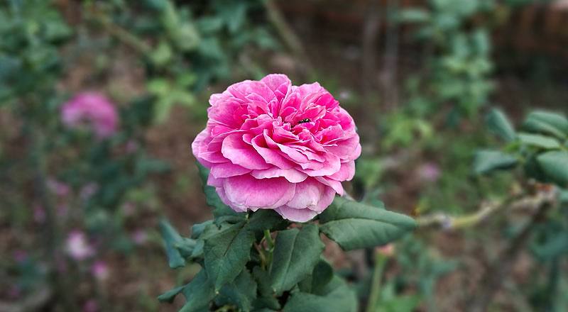 玫瑰 季節女神 (圖片4)