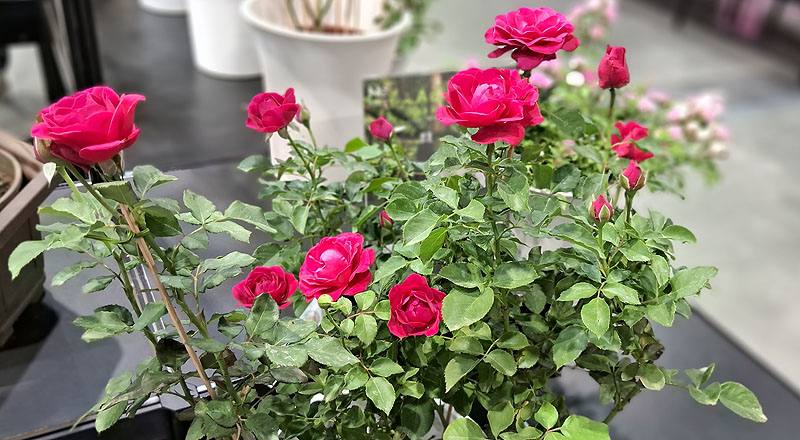 玫瑰 拉丁舞群 (圖片2)