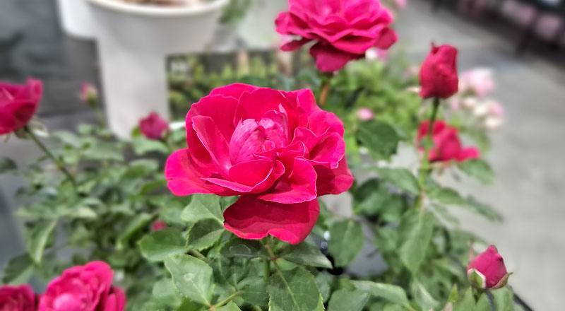 玫瑰 拉丁舞群 (圖片3)