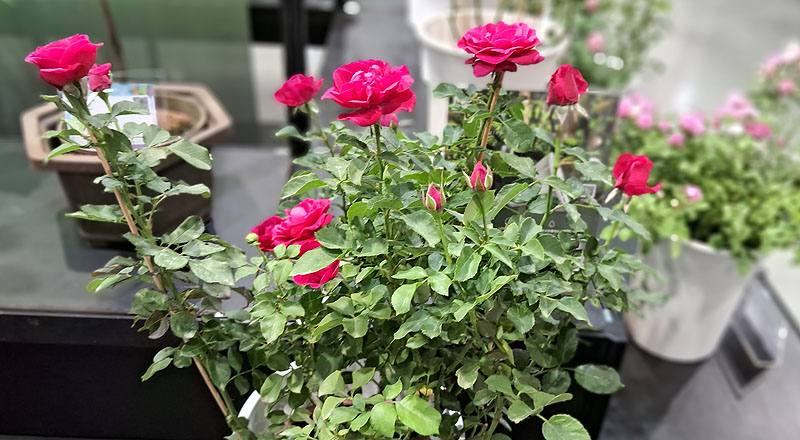 玫瑰 拉丁舞群 (圖片1)