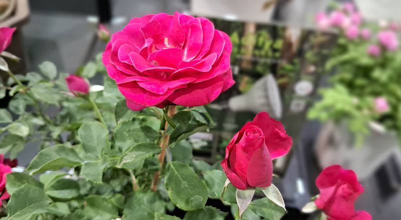 玫瑰 拉丁舞群 (圖片4)