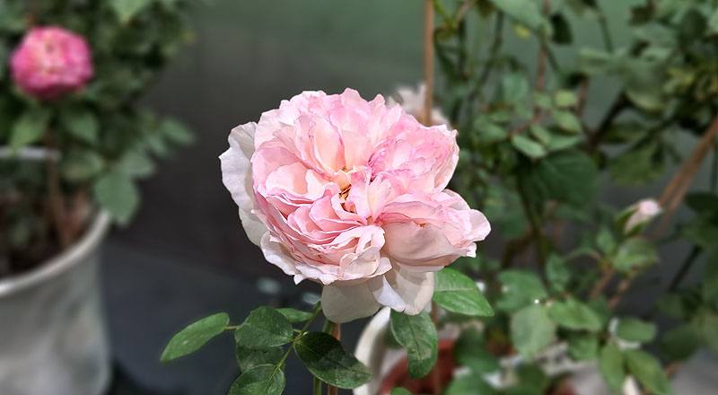 玫瑰 知音 (圖片4)