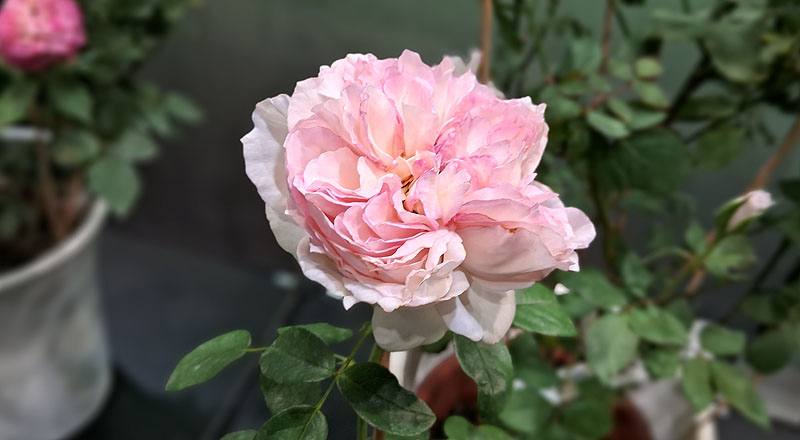 玫瑰 知音 (圖片5)