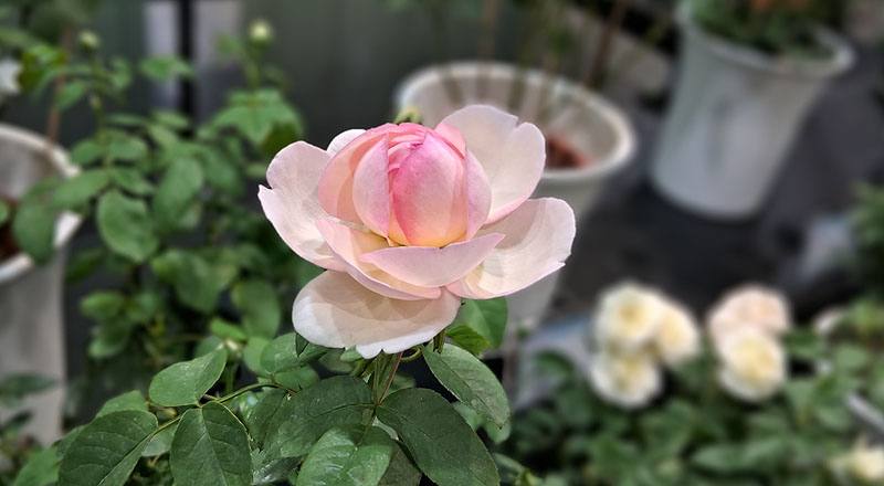 玫瑰 知音 (圖片2)