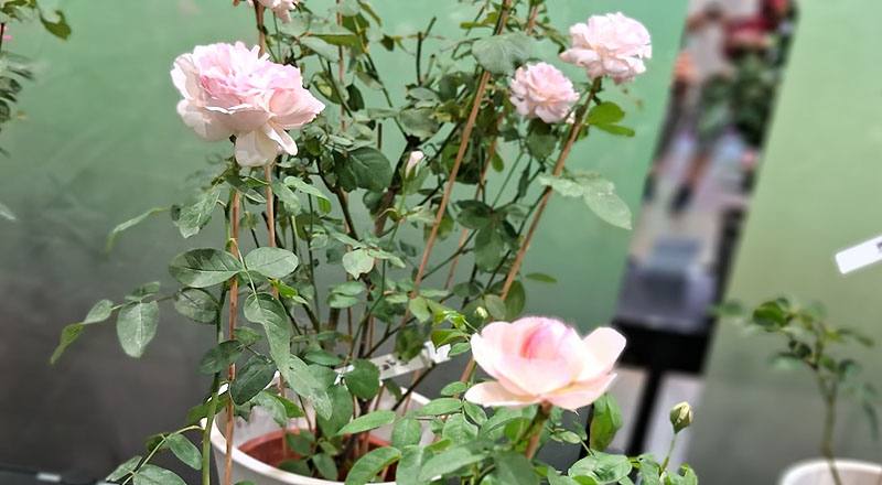 玫瑰 知音 (圖片1)