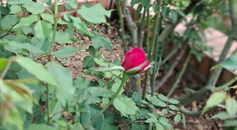 玫瑰 肯特夫人 (圖片5)