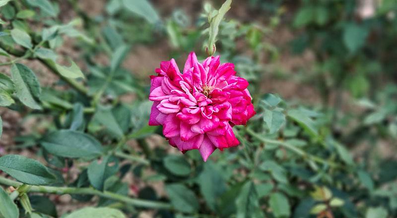 玫瑰 肯特夫人 (圖片2)