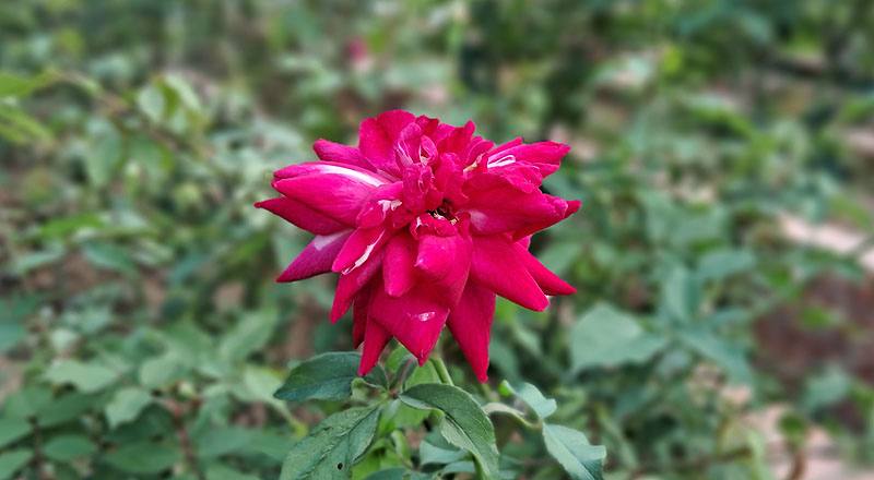 玫瑰 肯特夫人 (圖片1)