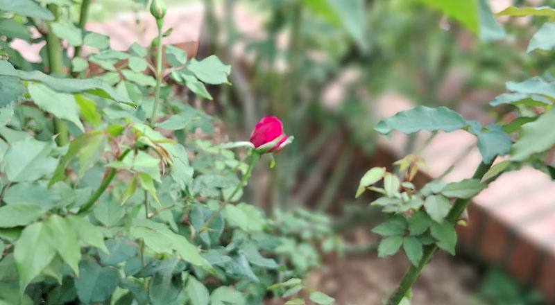 玫瑰 肯特夫人 (圖片4)