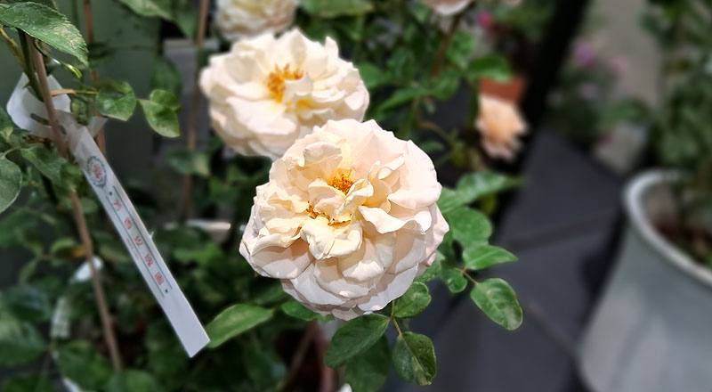 玫瑰 芭蕾舞裙 (圖片2)