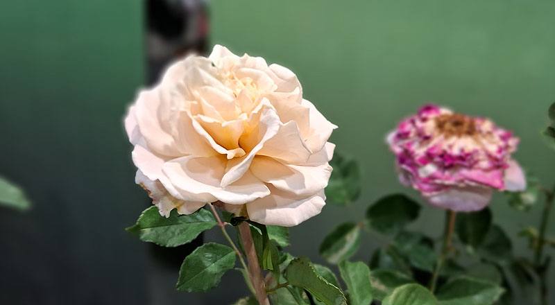 玫瑰 芭蕾舞裙 (圖片3)