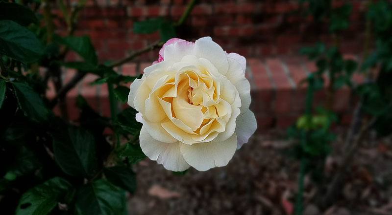 玫瑰 芭蕾舞裙 (圖片5)