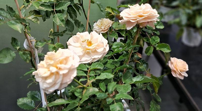 玫瑰 芭蕾舞裙 (圖片1)