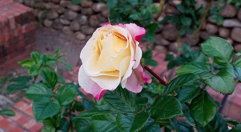 玫瑰 芭蕾舞裙 (圖片6)