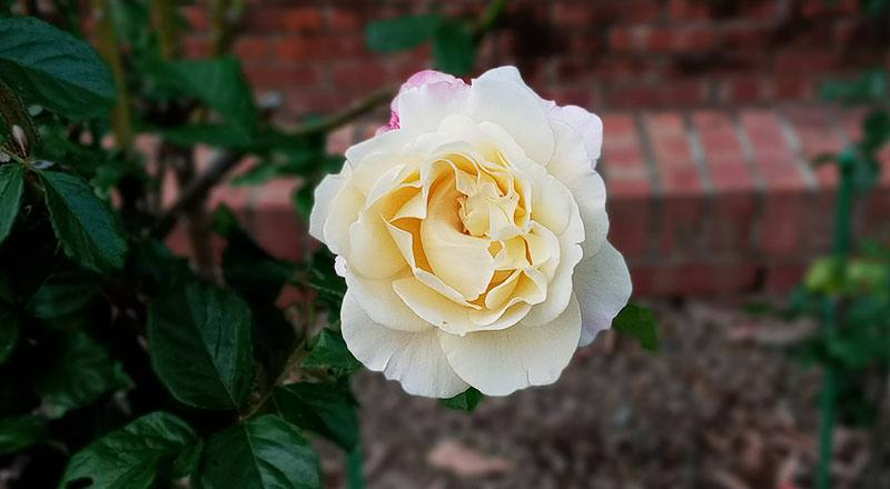 玫瑰 芭蕾舞裙 (圖片4)