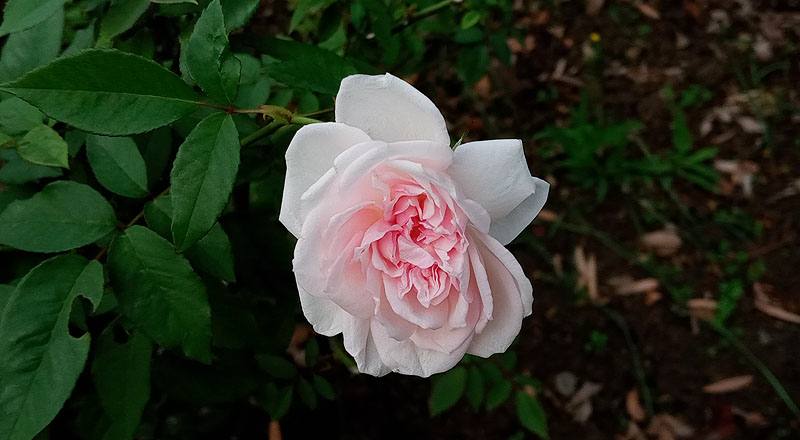 玫瑰 芭蕾舞裙 (圖片7)