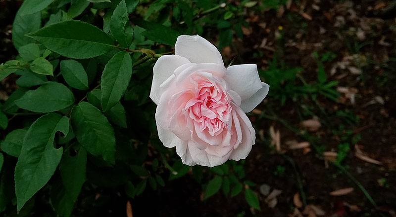 玫瑰 芭蕾舞裙 (圖片8)