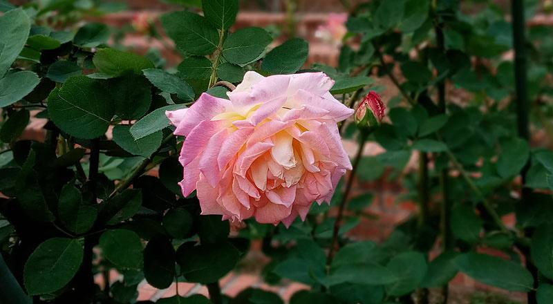 玫瑰 花車 (圖片1)