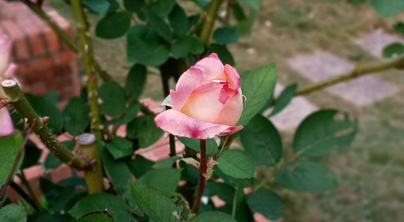 玫瑰 花車 (圖片2)