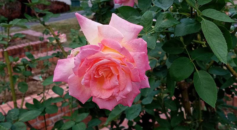 玫瑰 花車 (圖片3)