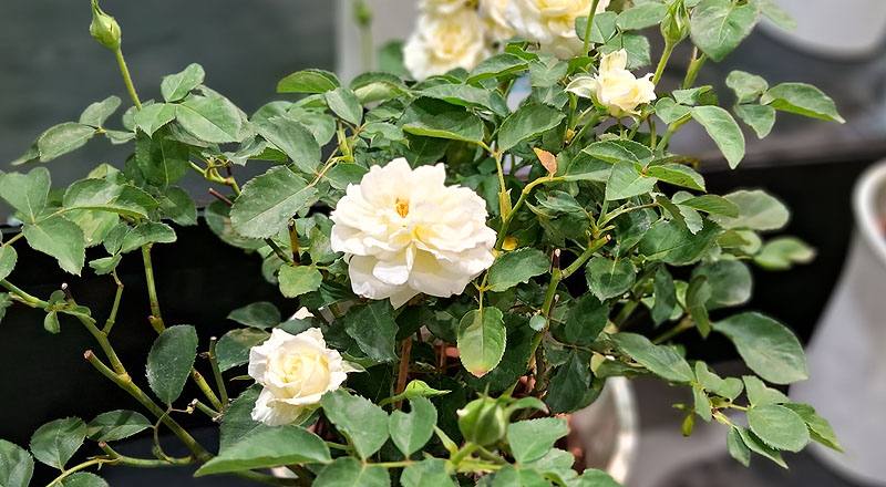 玫瑰 花蝴蝶 (圖片1)