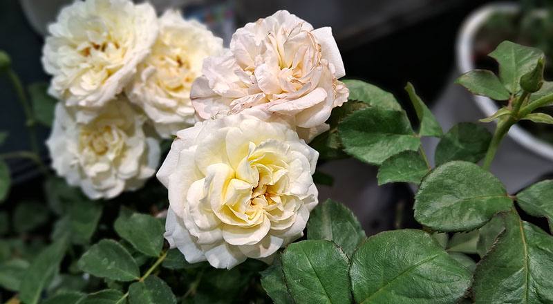 玫瑰 花蝴蝶 (圖片3)