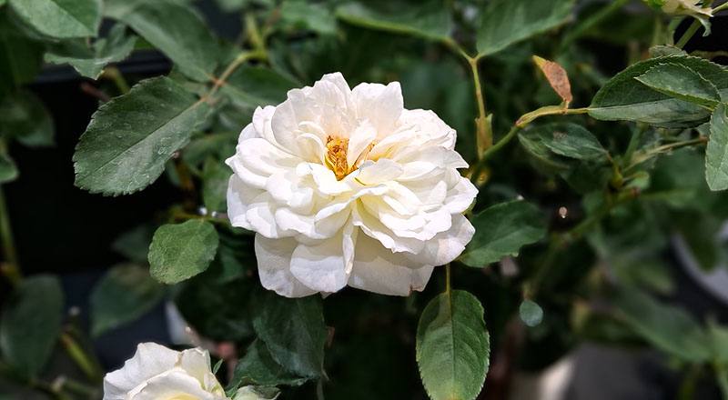 玫瑰 花蝴蝶 (圖片2)