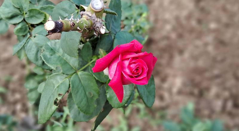 玫瑰 芳香寶石 (圖片3)