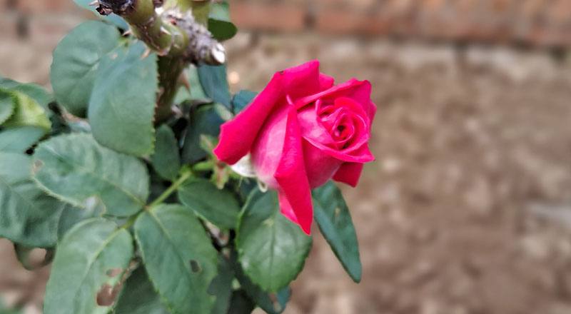 玫瑰 芳香寶石 (圖片4)