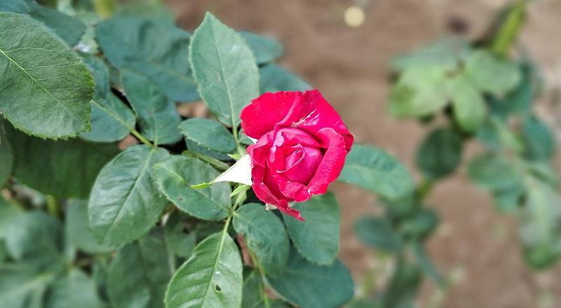 玫瑰 芳香寶石 (圖片2)