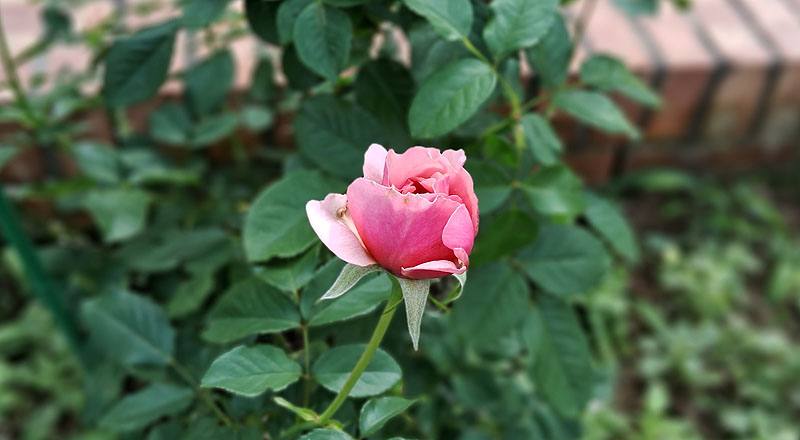 玫瑰 阿尼克城堡 (圖片5)