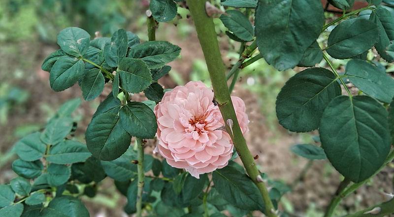 玫瑰 阿尼克城堡 (圖片3)