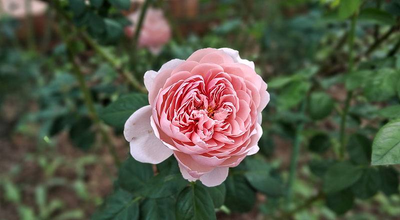 玫瑰 阿尼克城堡 (圖片1)